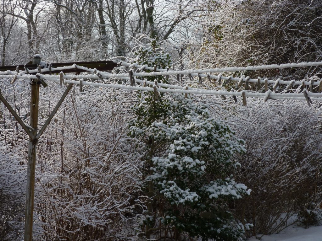 clothesline in winter